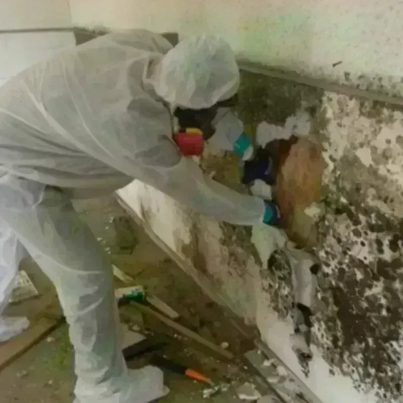 Mold Remediation and Removal in Aptos, CA